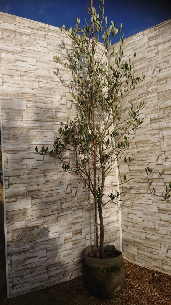 d830e25d8ec79bdb75e59742c9b7fe