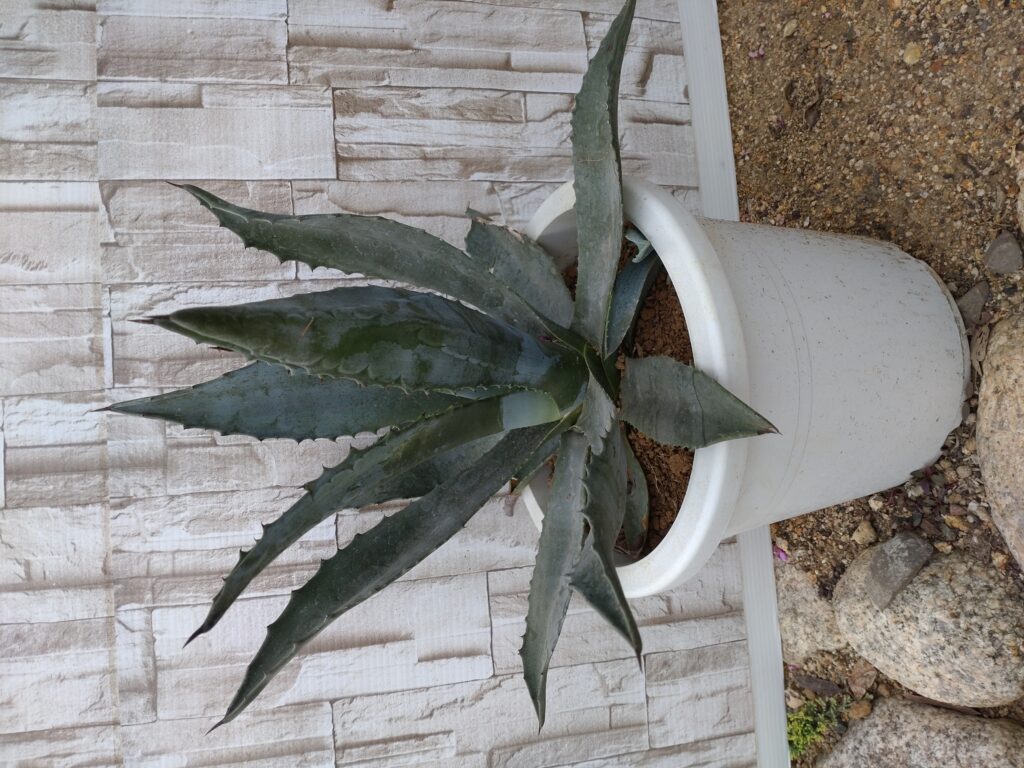 アガベ | 熊取緑化園｜南大阪にあるお庭の総合専門店です。