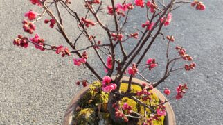 梅の花が咲き始めました♪