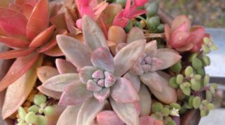 多肉よせ植え　入荷しました！！