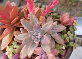 多肉よせ植え　入荷しました！！