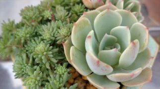 年末年始休業のお知らせ