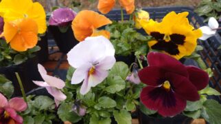 年末SALE　ハボタン・パンジー・ビオラ・すみれ