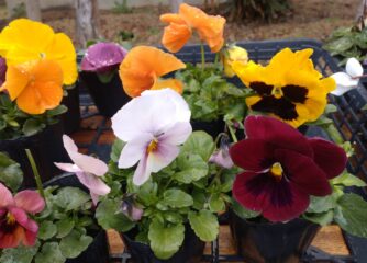 年末SALE　ハボタン・パンジー・ビオラ・すみれ