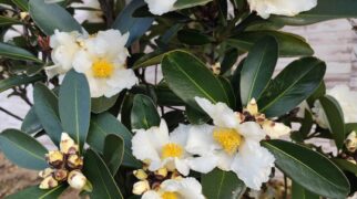 椿（ゴードニア）