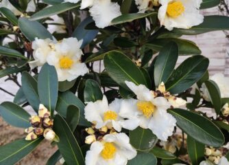 椿（ゴードニア）